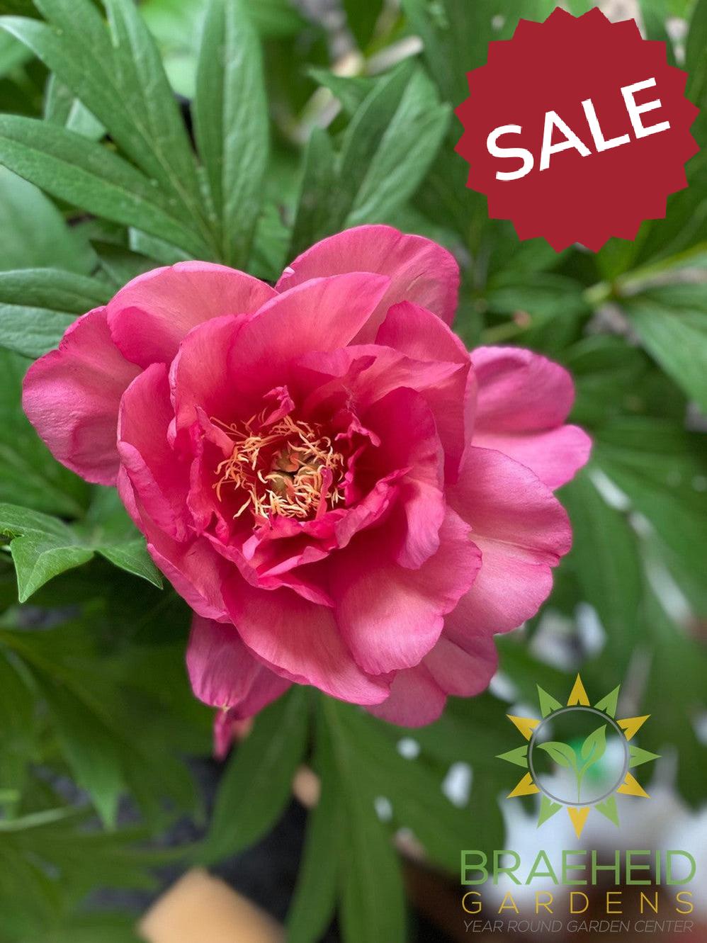 Julia Rose Itoh Peony