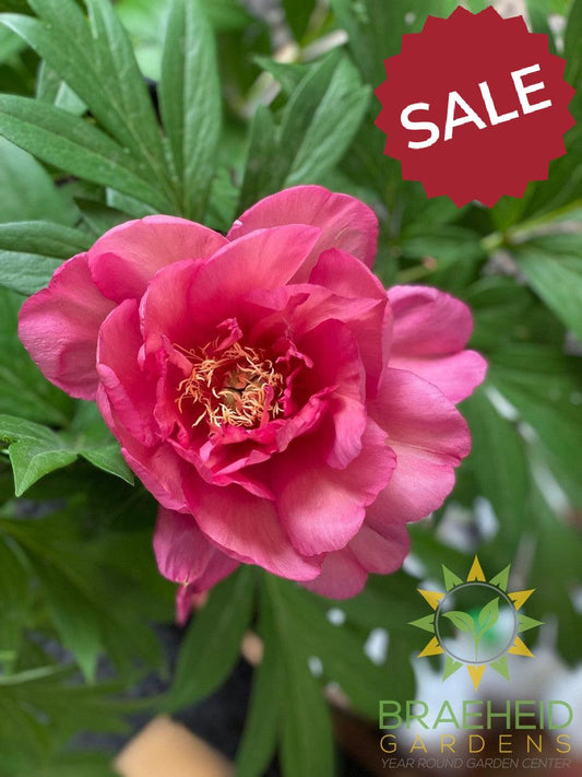 Julia Rose Itoh Peony