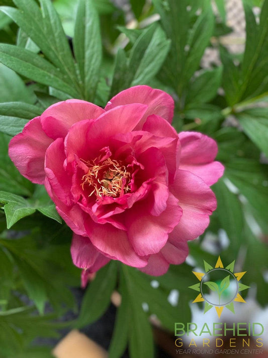 Julia Rose Itoh Peony