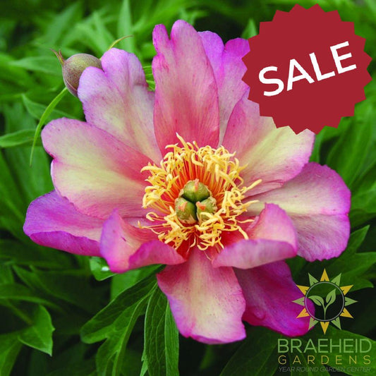 Julia Rose Itoh Peony