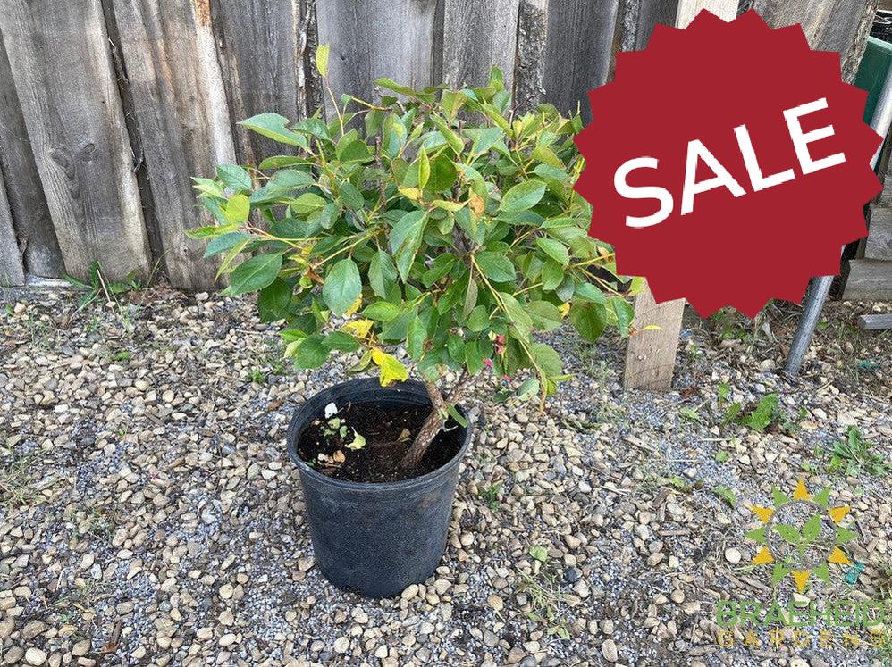 Juliet Cherry Shrub