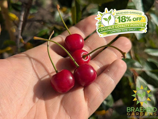 Juliet Cherry Shrub