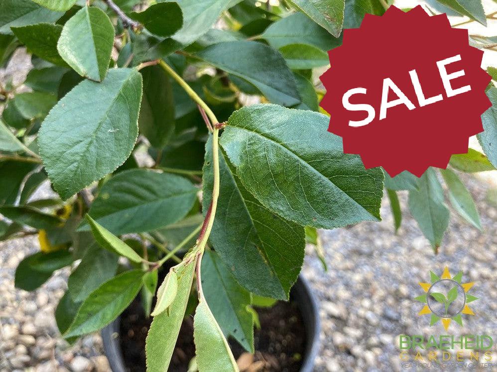 Juliet Cherry Shrub