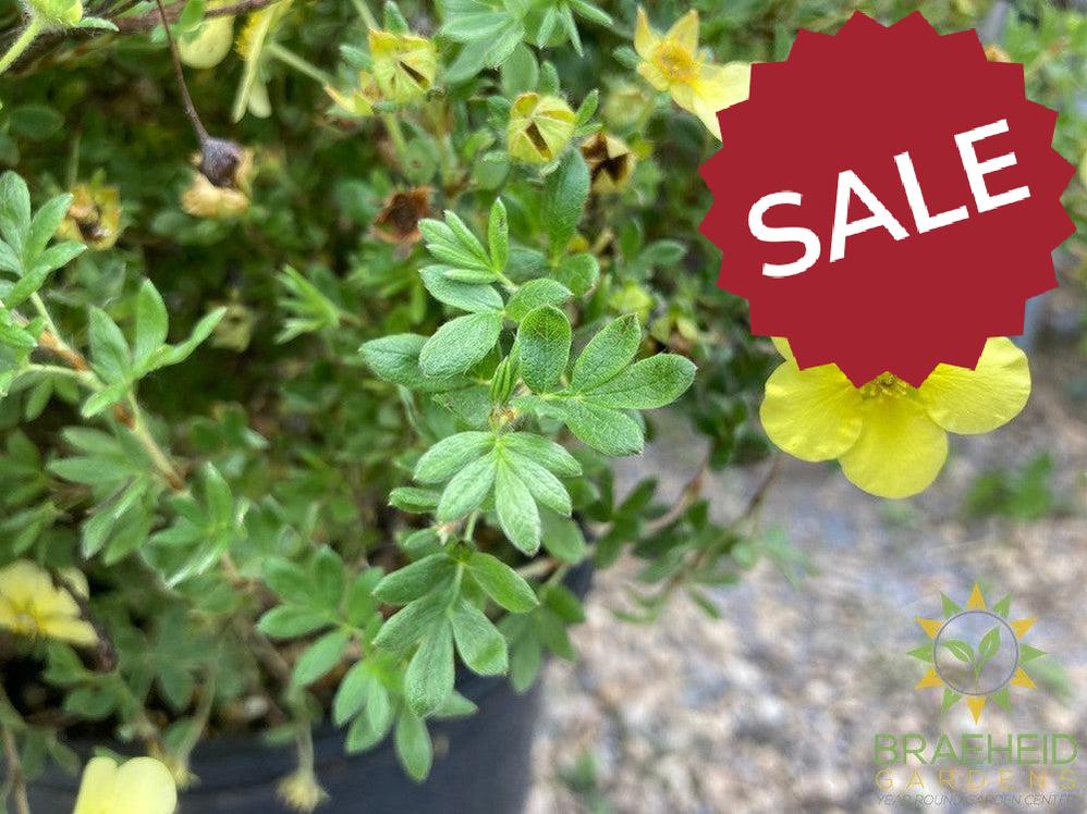 Katherine Dykes Potentilla