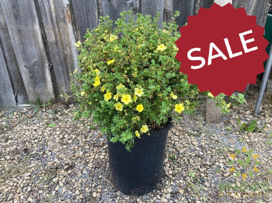 Katherine Dykes Potentilla