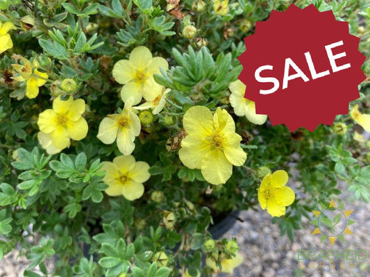 Katherine Dykes Potentilla