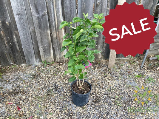 Katherine Havemeyer French Lilac