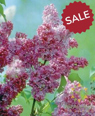 Katherine Havemeyer French Lilac