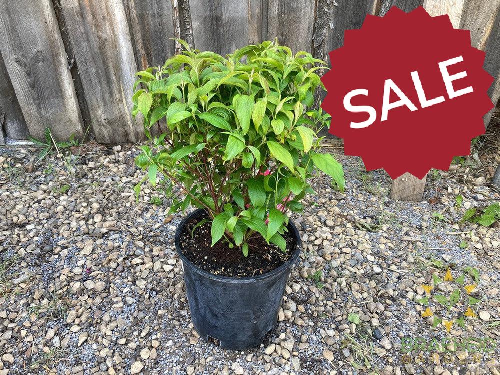 Kelsey's Dwarf Dogwood
