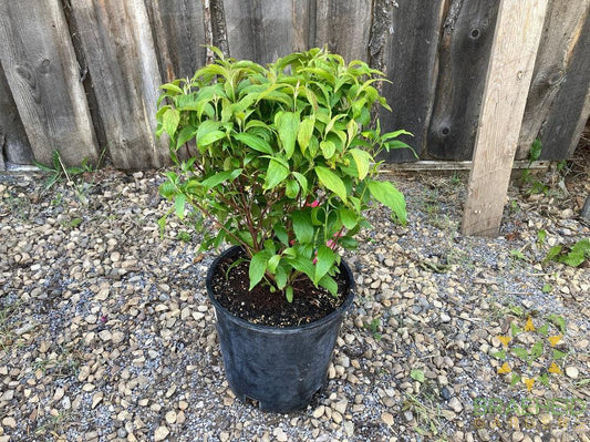 Kelsey's Dwarf Dogwood