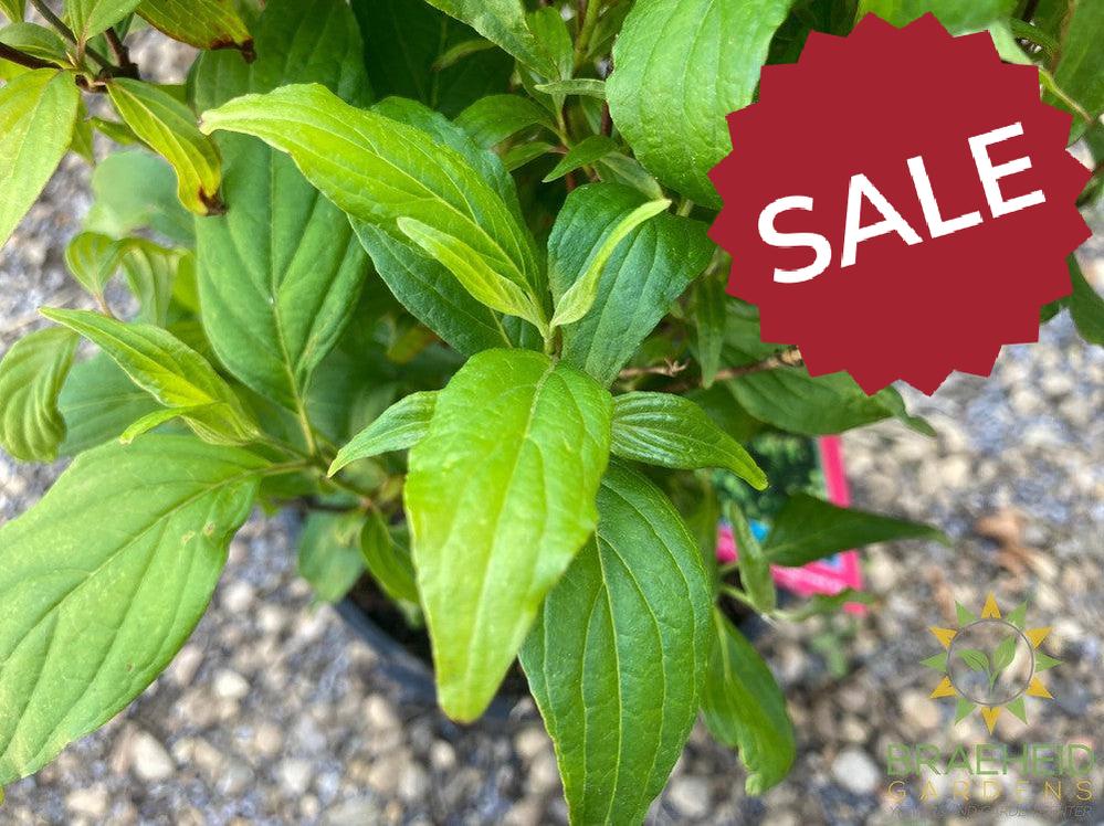 Kelsey's Dwarf Dogwood
