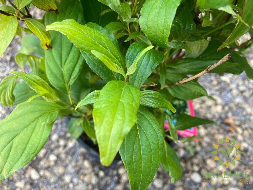 Kelsey's Dwarf Dogwood