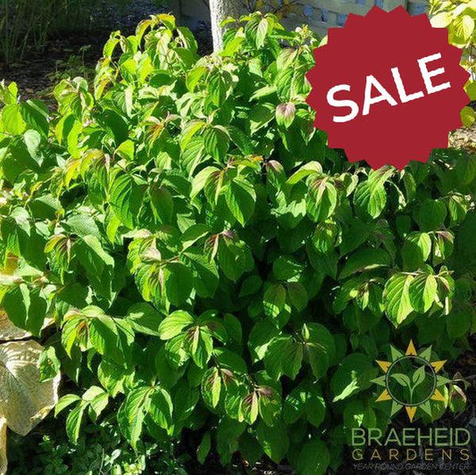 Kelsey's Dwarf Dogwood