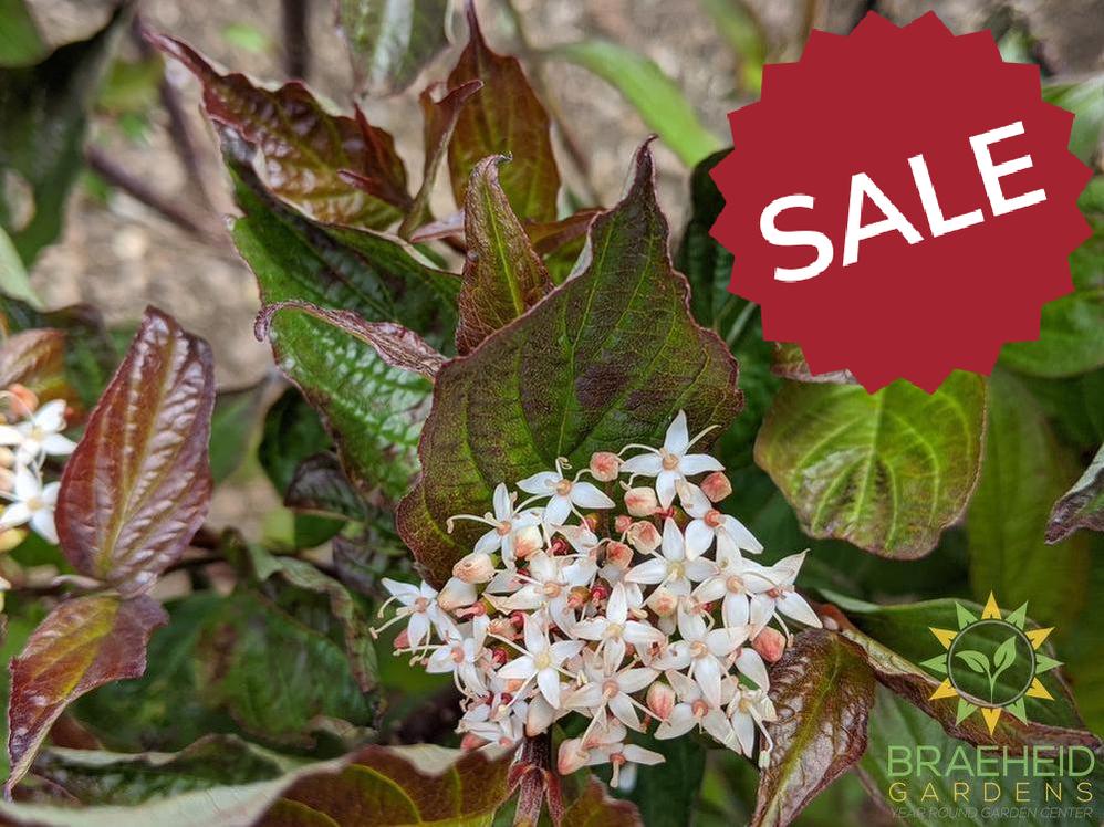 Kesselring Dogwood