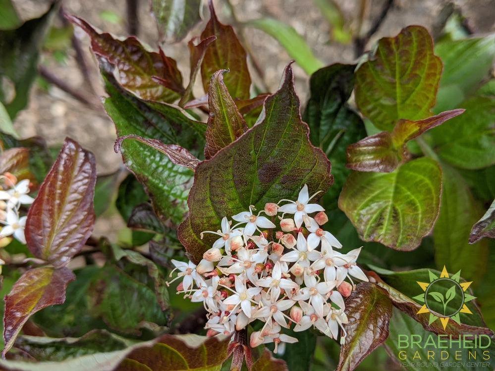Kesselring Dogwood