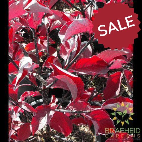 Kesselring Dogwood