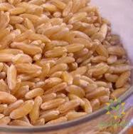 Khorasan Wheat