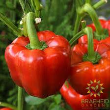 King of the North Pepper