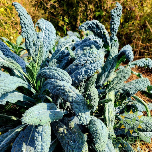Lacinato Kale