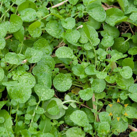 Land Cress