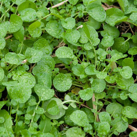 Land Cress