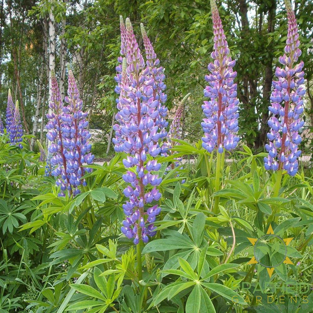 Large-Leaved Lupin