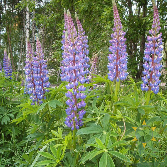 Large-Leaved Lupin