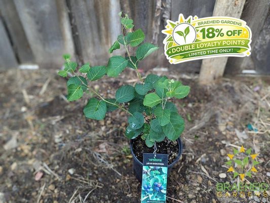 Buy Lee #3 Saskatoon an Edible Shrub in Grande Prairie Alberta - Braeheid Gardens Ltd.