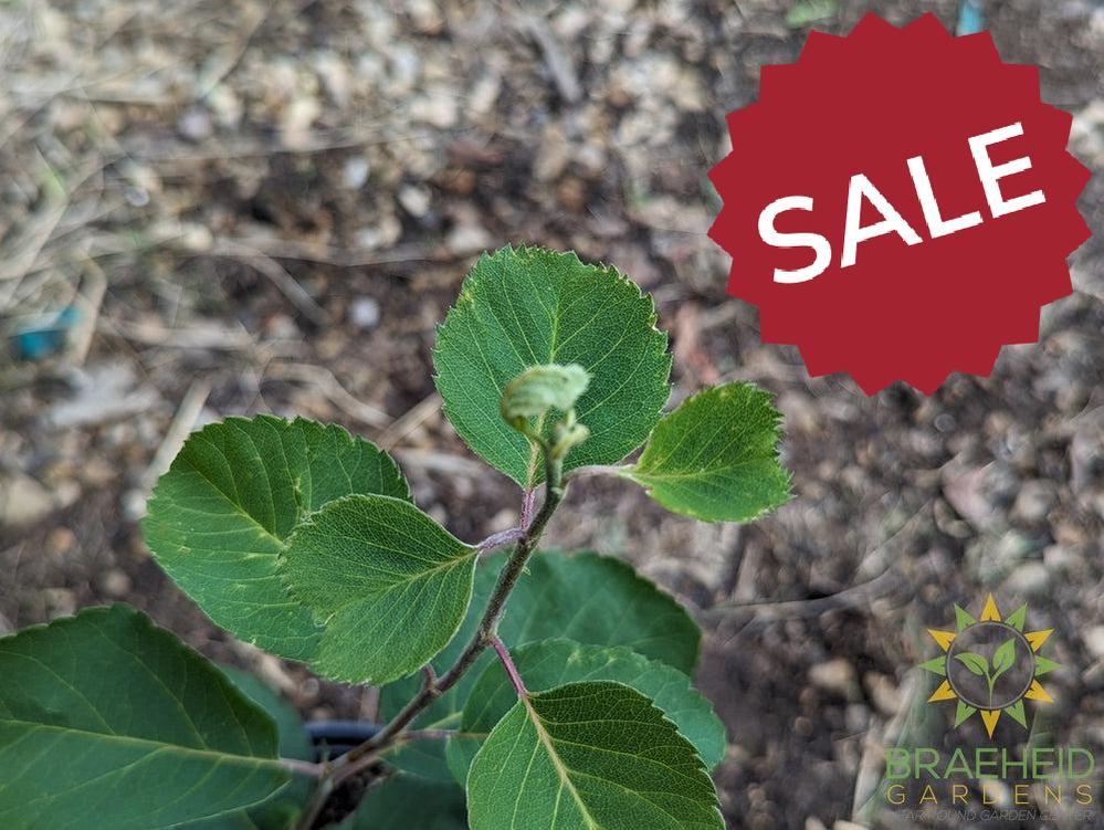 Buy Lee #3 Saskatoon an Edible Shrub in Grande Prairie Alberta - Braeheid Gardens Ltd.
