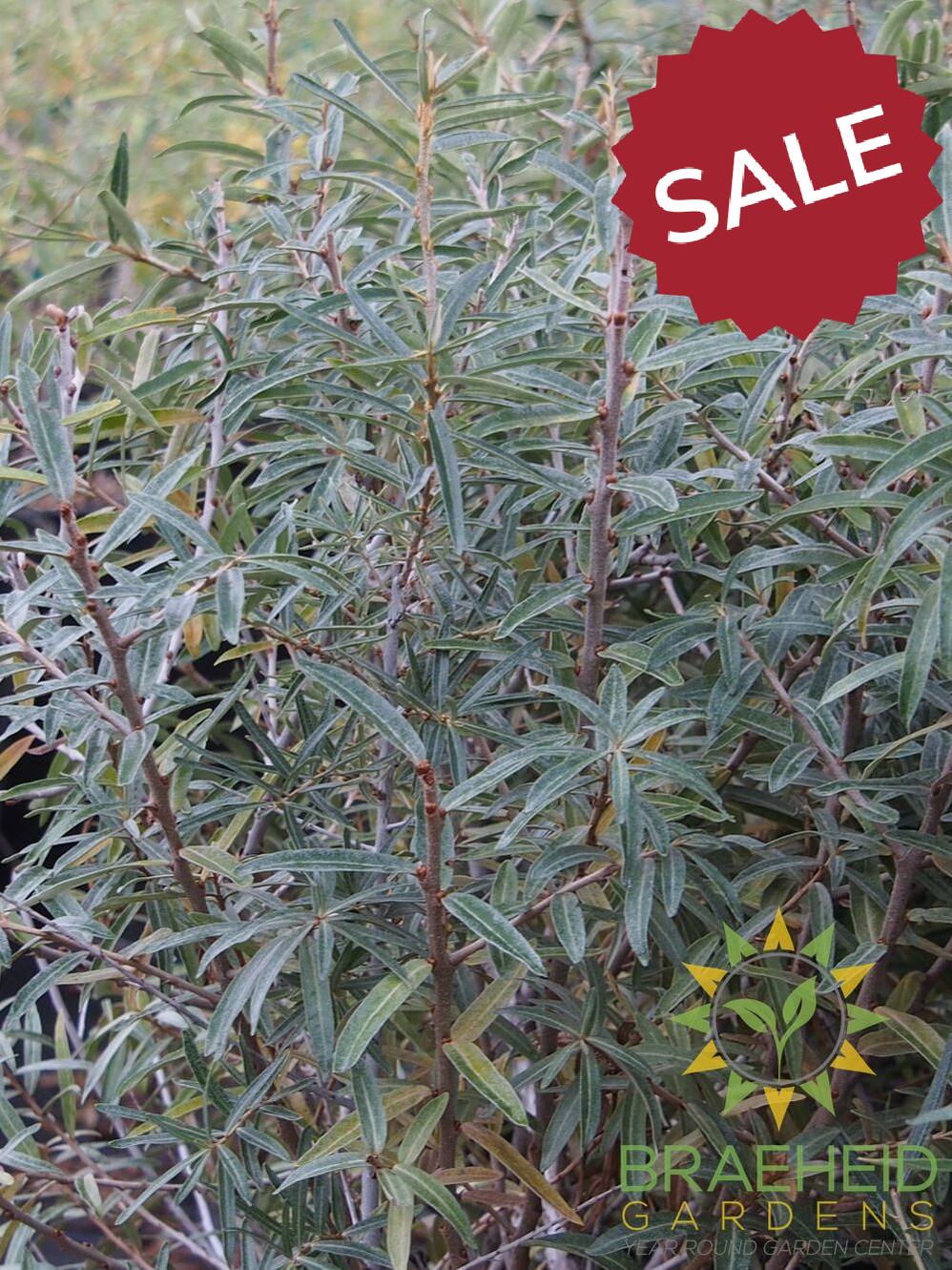 Leikora Sea Buckthorn