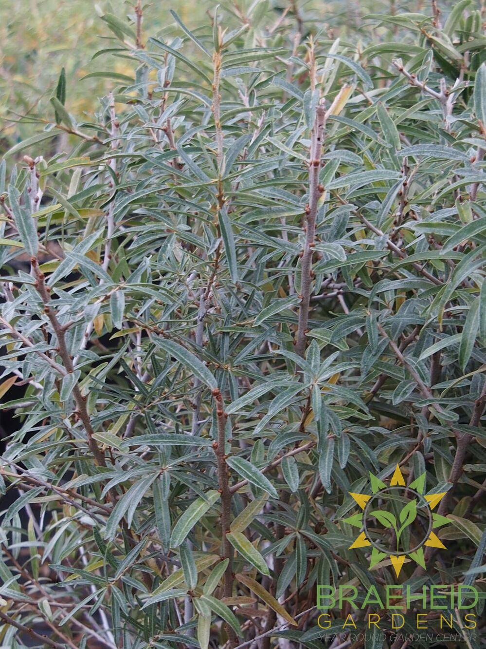 Leikora Sea Buckthorn