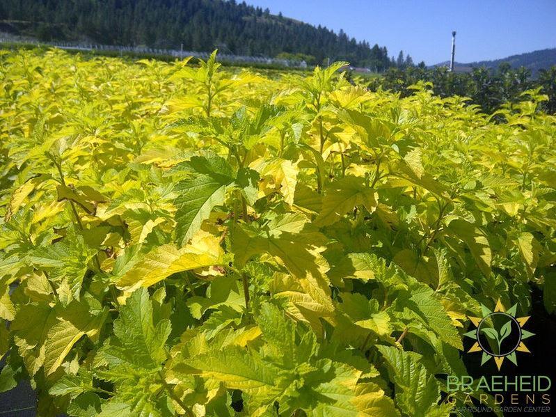 Lemon Candy Ninebark