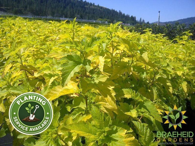 Lemon Candy Ninebark