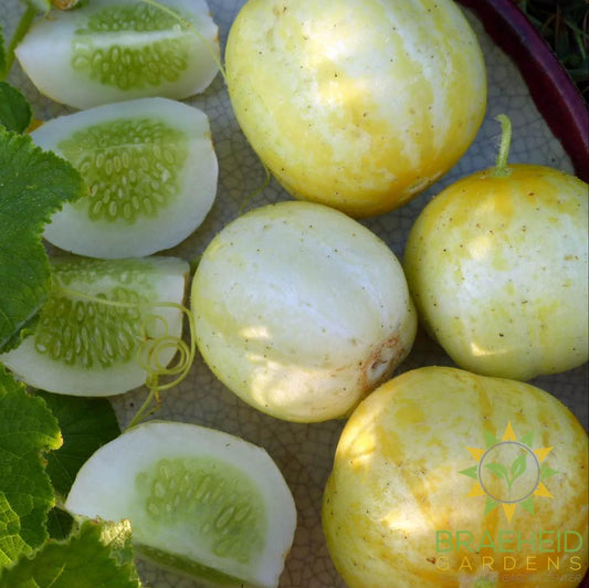 Lemon Cucumber