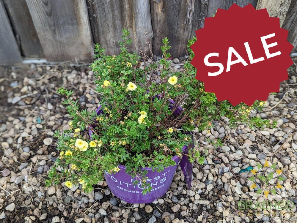 Lemon Meringue Potentilla