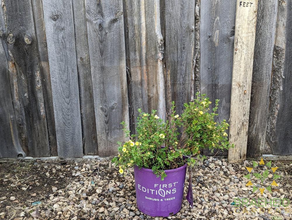 Lemon Meringue Potentilla