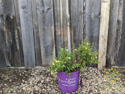 Lemon Meringue Potentilla