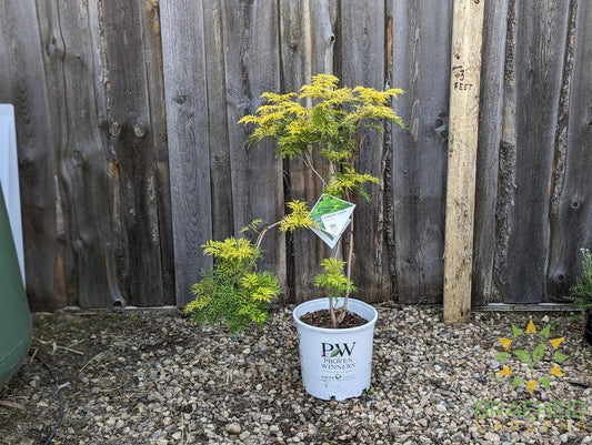 Lemony Lace® Elder