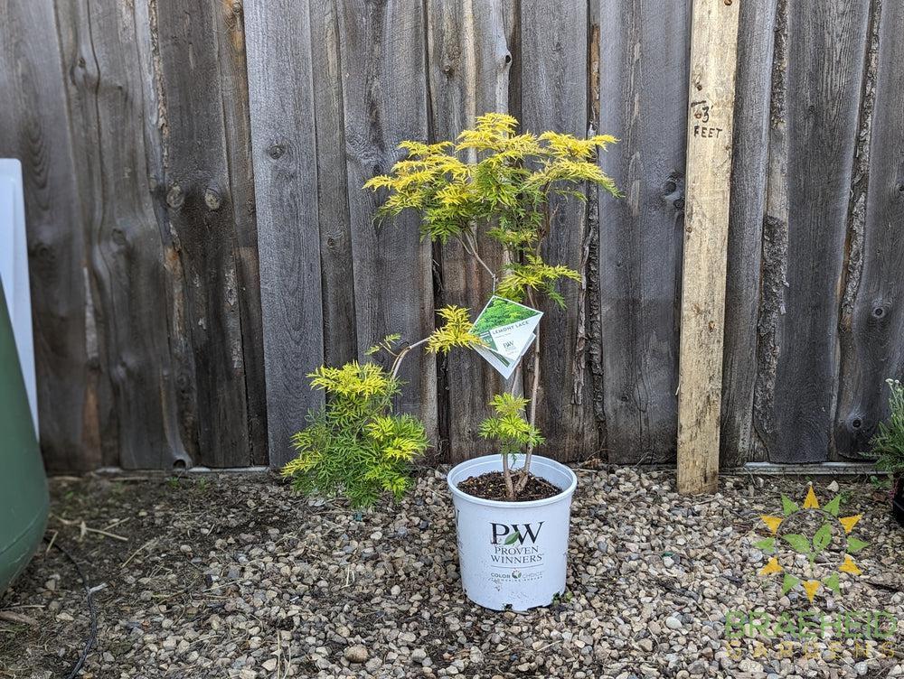 Lemony Lace® Elder