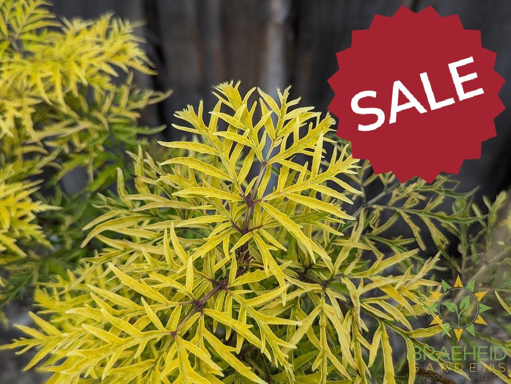 Lemony Lace® Elder