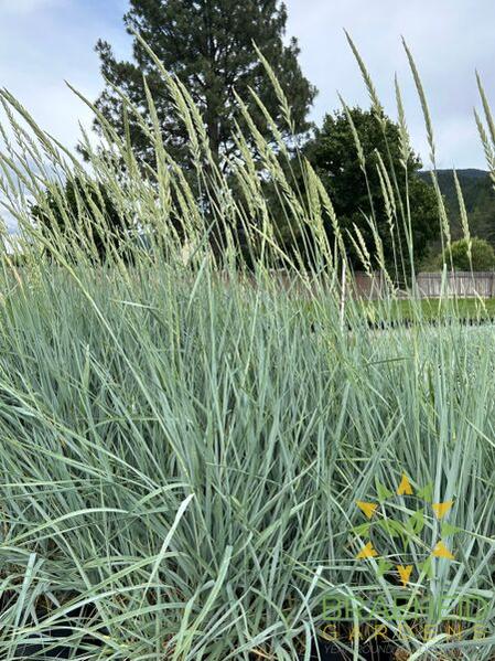 Blue Dune Lyme Grass