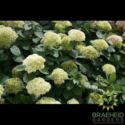 Lime Rickey® Hydrangea