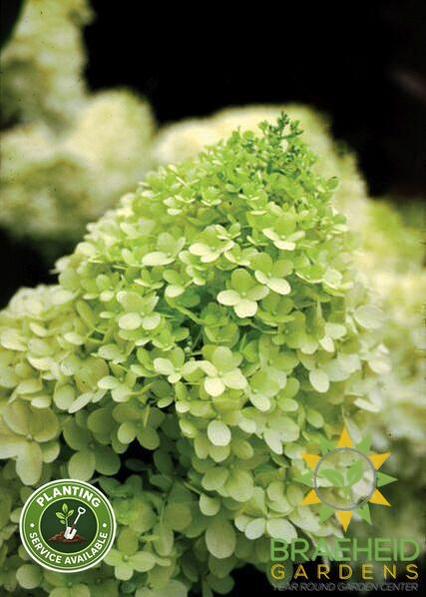 Limelight Hydrangea