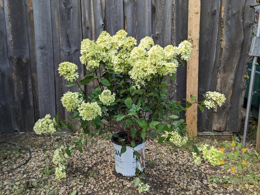Limelight Prime Hydrangea