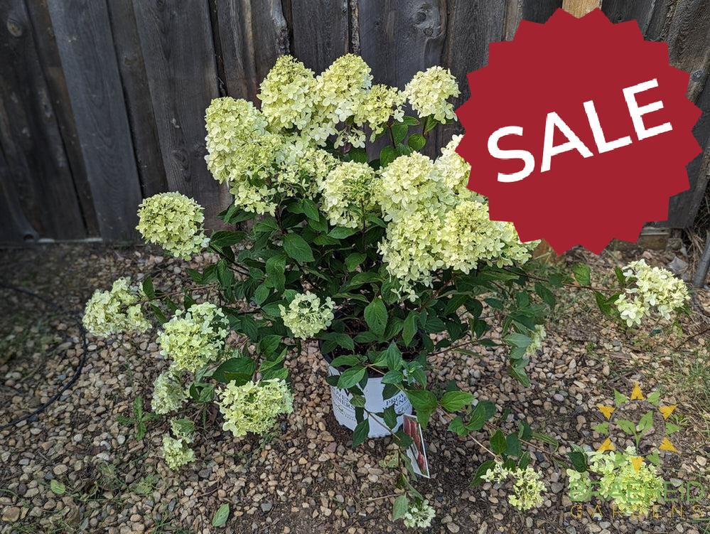 Limelight Prime Hydrangea