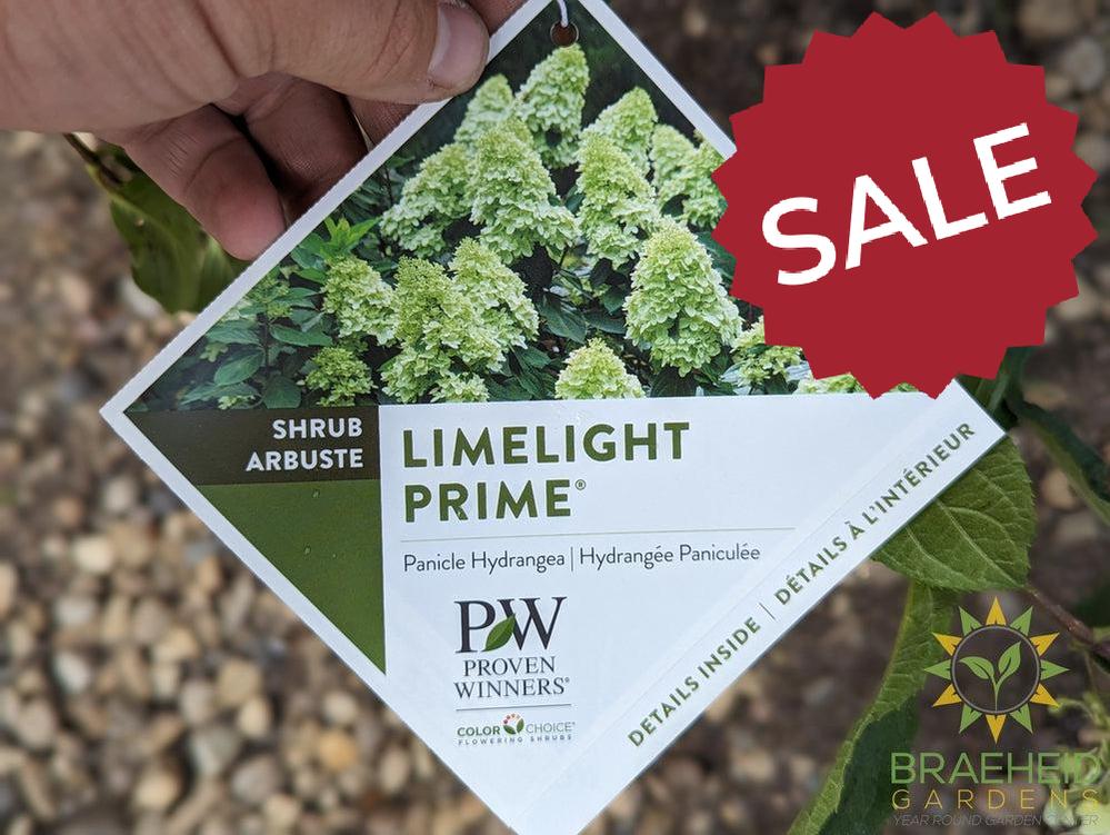Limelight Prime Hydrangea