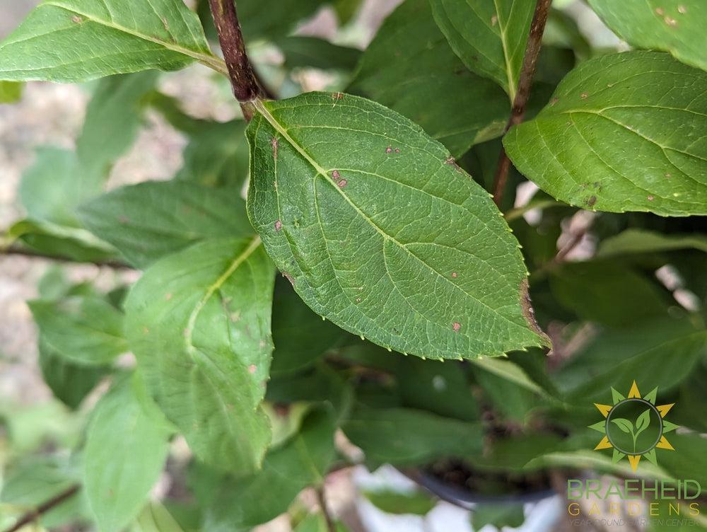 Limelight Prime Hydrangea