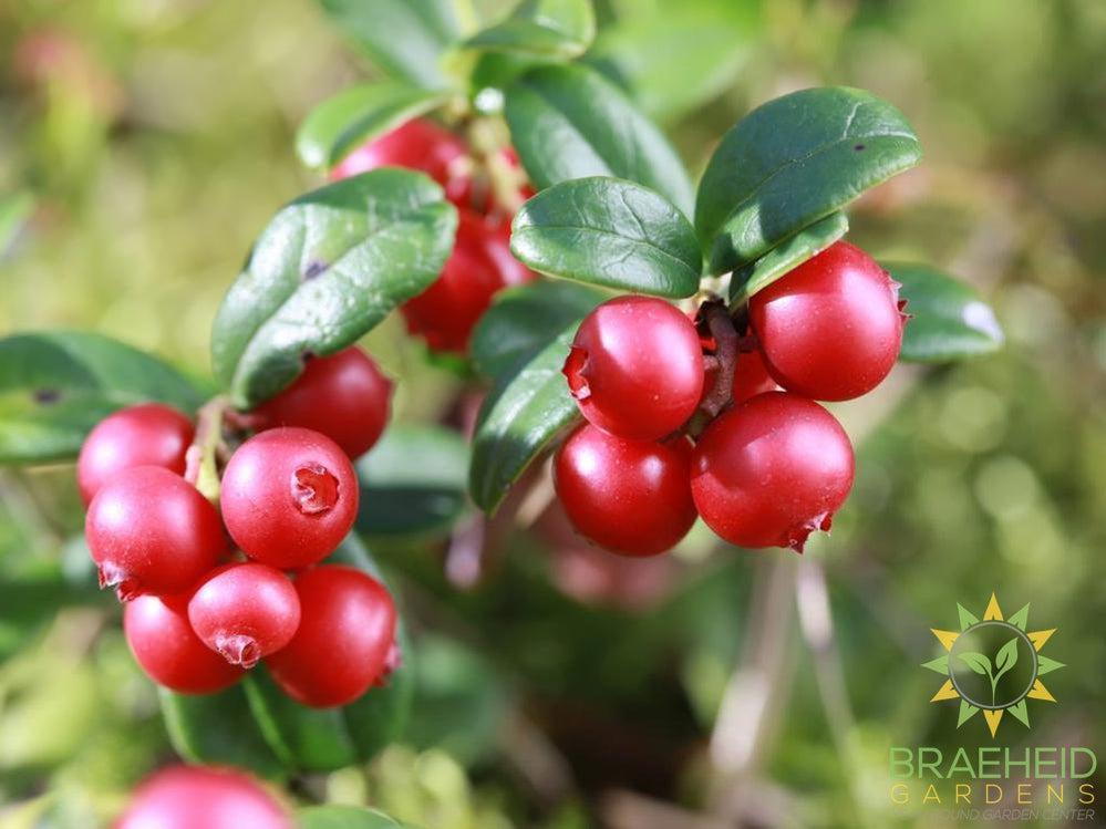 Buy Lingonberry an Edible Shrub in Grande Prairie Alberta - Braeheid Gardens Ltd.