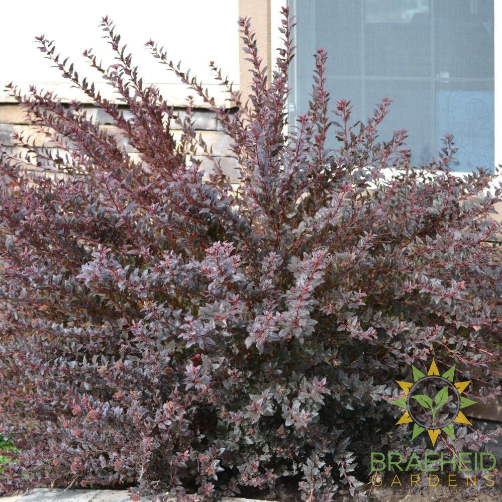 Little Devil™ Ninebark