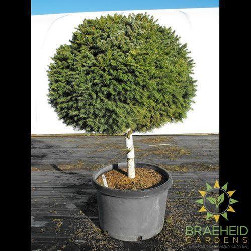 Little Gem Spruce Tree